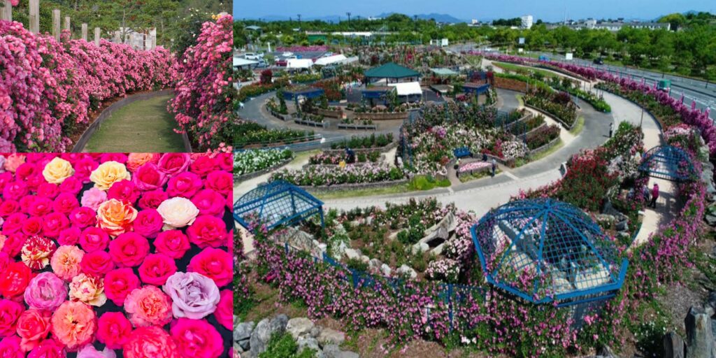 800個品種5000株的玫瑰盛開的樂園！ 「2024年春季水俁玫瑰節」將持續至5月19日（日）