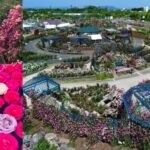 800個品種5000株的玫瑰盛開的樂園！ 「2024年春季水俁玫瑰節」將持續至5月19日（日）