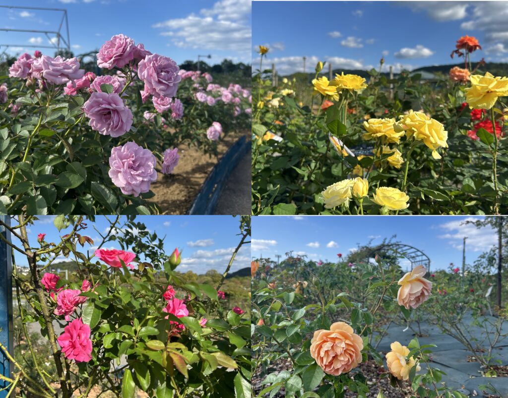 水俣玫瑰祭・秋 2025