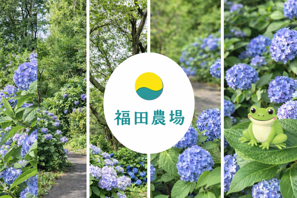 繡球花
