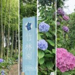 繡球花