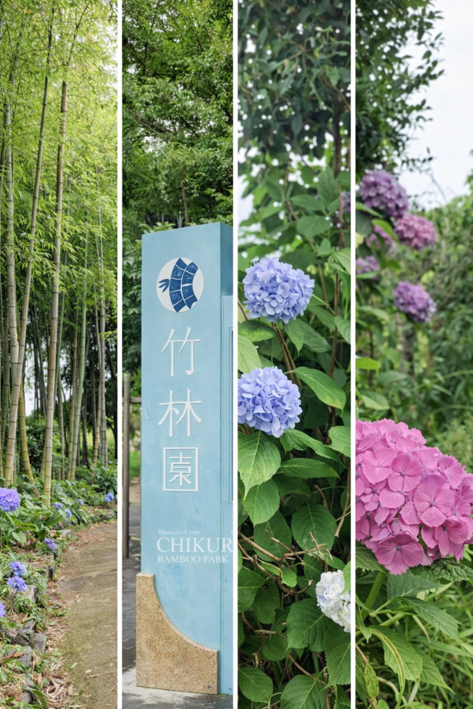 繡球花